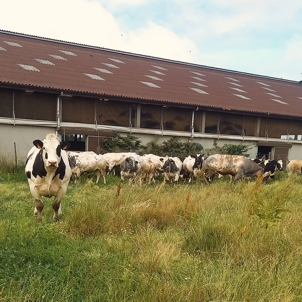 Mechelmans Premium Beef